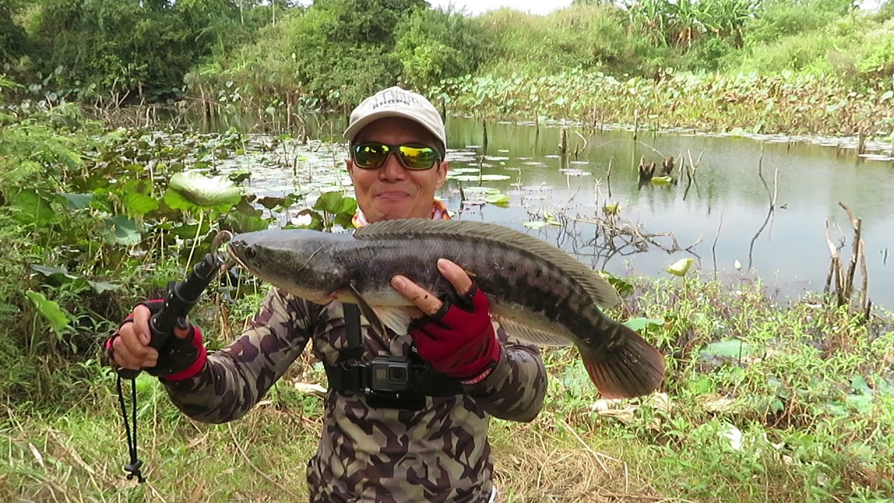 Fishing for Giant Snakehead Fish in Cambodia #fishing  #snakehead