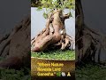 "Where Nature Reveals Lord Ganesha." 🌿🐘🙏 #livingganesha #bonsai #naturemiracle