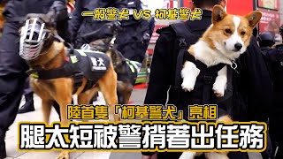 陸首隻「柯基警犬」福仔亮相　腿太短被警揹著出任務｜寵物動物｜中國大陸｜山東