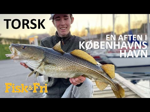 Video: Er torsk en torsk?