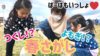 【春あそび】おうちの外で春　みーつけた！つくしとよもぎを摂って食べてみた！つくしの卵とじ　よもぎ団子　おうちあそび　散歩