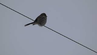 A Close-up Look at a Northern Shrike (Butcher Bird)