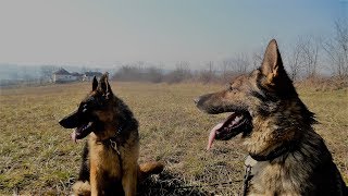 Training of German shepherds