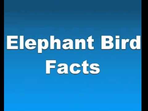 Elephant Bird Facts - Facts About Elephant Birds
