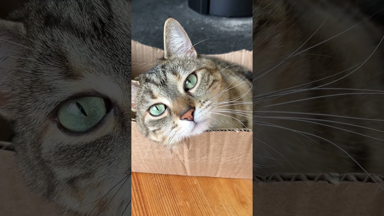 Maude & Mabel Cuddle Muffins 