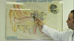 Anatomy of the Ear by BeyondTinnitus