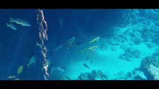 Коралловый риф в Шарм-Эль-Шейхе. Отель Albatros palace 5☆