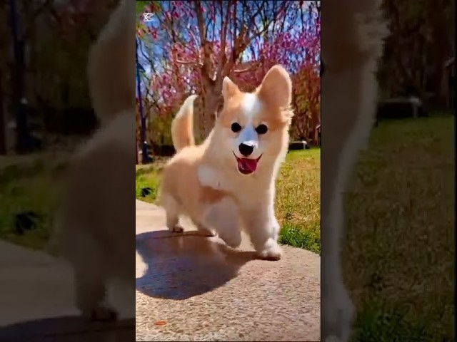 Funny Dog 🐶 ❤️💕Cutest Puppy 🐶 #pets