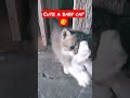 Cute a baby cat 