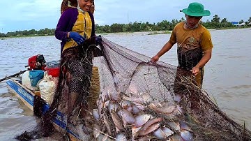 Gặp Lại Thằng Bạn Làm Nghề Kéo Lưới Vây Bắt Cá Đồng Mùa Nước Nổi | Sắc Quê Channel