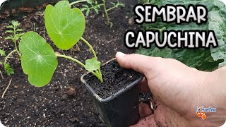 Como Y Cuando Sembrar Planta De Capuchina, Planta COMESTIBLE y otros usos || La Huertina De Toni