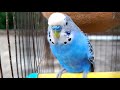 Budgie is in normal mood🦜🦜🦜🦜#birds #birdlovers #budgies #parrot #pets