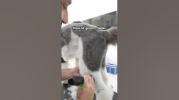 How to groom a dog with clippers #grooming