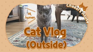 The Cat Daily Video - Life of Korat Cat with Siam Vlog by Chadol's House 521 views 3 years ago 5 minutes, 5 seconds