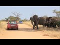 Why idiots in cars shouldnt drive near elephants kruger park sightings