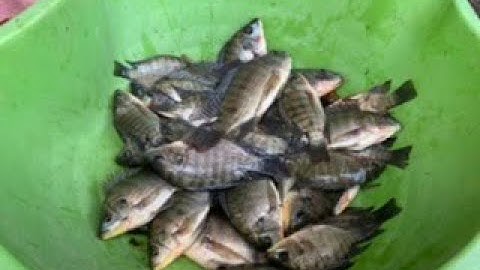 Thả Lưới bắt cá.............Và cái kết không tưởng