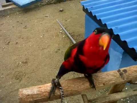 Video: Bagaimana Untuk Memberitahu Burung Nuri Tua Dari Yang Muda