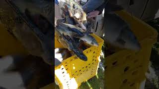 ЗАРИБЛЮЄМО ВОДОЙМУ КОРОПАМИ#рибалка#рибалкавукраїні#риболовля#риболов#карп#carp#рибалка2025