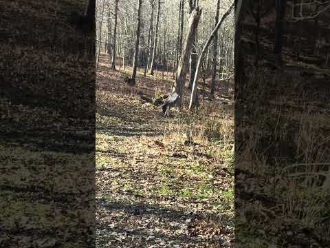 BACK FLIP !