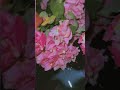 #nature #naturephotography #naturelovers #trendingshorts