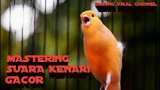 masteran kenari gacor | waw,,, kenari isian ciblek, cililin, peranjak dan sikatan londo