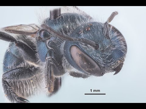 Macro Photography with