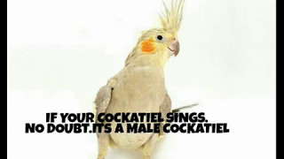 3 Simple ways to find your cockatiels gender