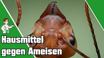 Was hilft intensiv gegen Ameisen?