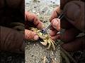 We Mounted a Camera on a Ghost Crab. What It Found Will Shock You