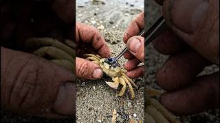 We Mounted a Camera on a Ghost Crab. What It Found Will Shock You