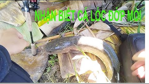 CÁCH NHẬN BIẾT CÁ LÓC TÁP MỒI & CÁCH XỬ LÝ