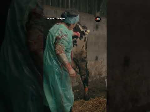 Cette vétérinaire pratique une césarienne en urgence sur une vache
