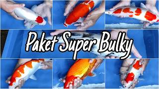 PROMO HARI INI BOSKU, HARGA MURAH DAPAT IKAN KOI SUPER BULKY DAN BERPUNUK | MBOK SINGGAH