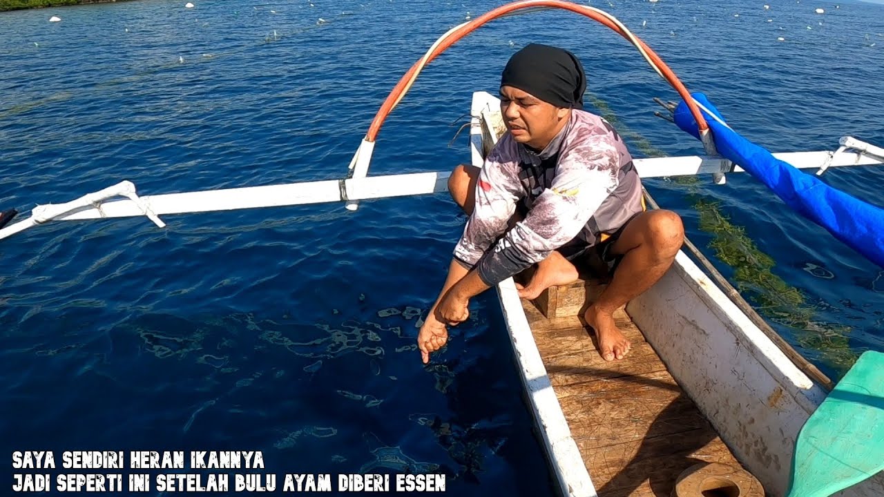 Nekat!!! Bulu Ayam Dicampur Essen Hasilnya Diluar Dugaan