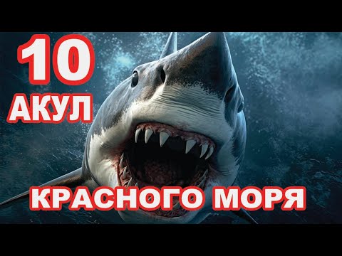 10 АКУЛ КРАСНОГО МОРЯ