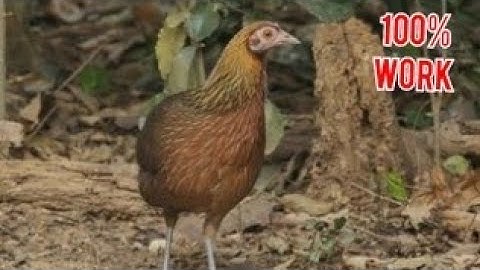 best tiếng gà mái rừng mới nhất Suab poj qaib seev zoo heev cuab tuaj zoo heev li 2022