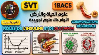 1BACSE / SVT/ Unité 3 : Communication hormonale et nerveuse : Rôle de l'insuline et de Glucagon #svt