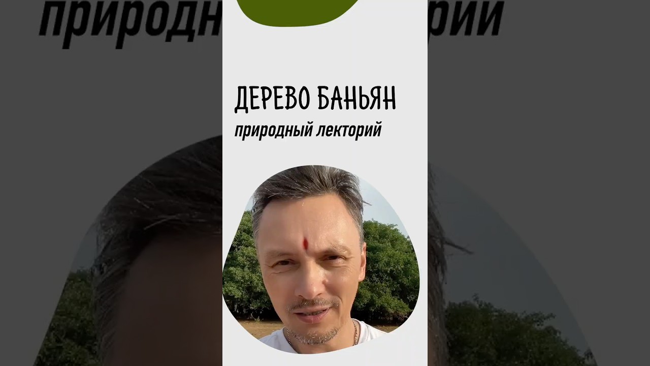 Баньян - природный лекторий индийских мудрецов