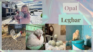 Breed Info Series Part 4 | Opal Legbars