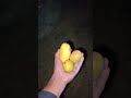 raat me aaam 🥭 🥭 #shorts