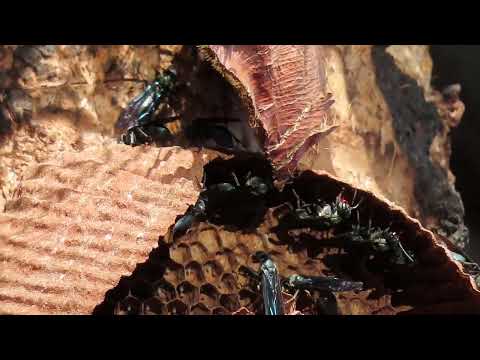 Ninho de Marimbondo-tatu no jardim. MVI 6613