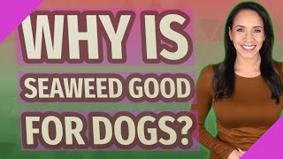 Why is seaweed good for dogs? Is Dried Seaweed Good For Dogs