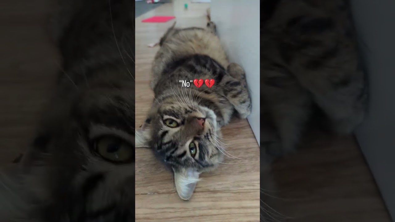 Top 67 worst things to say to a cat...