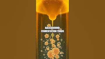 Yeast Balloon Lab: A Safe At-Home Fermentation Probe