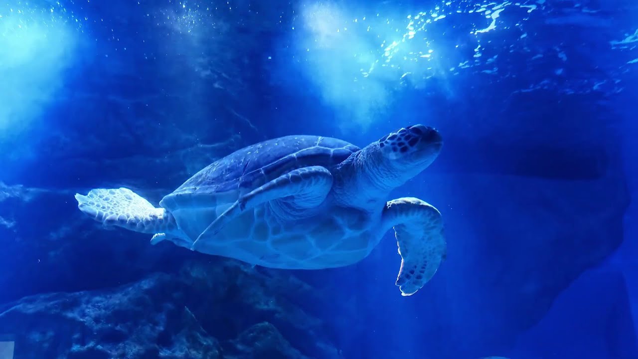 World Wildlife Day 2023 Partnerships for Wildlife Conservation