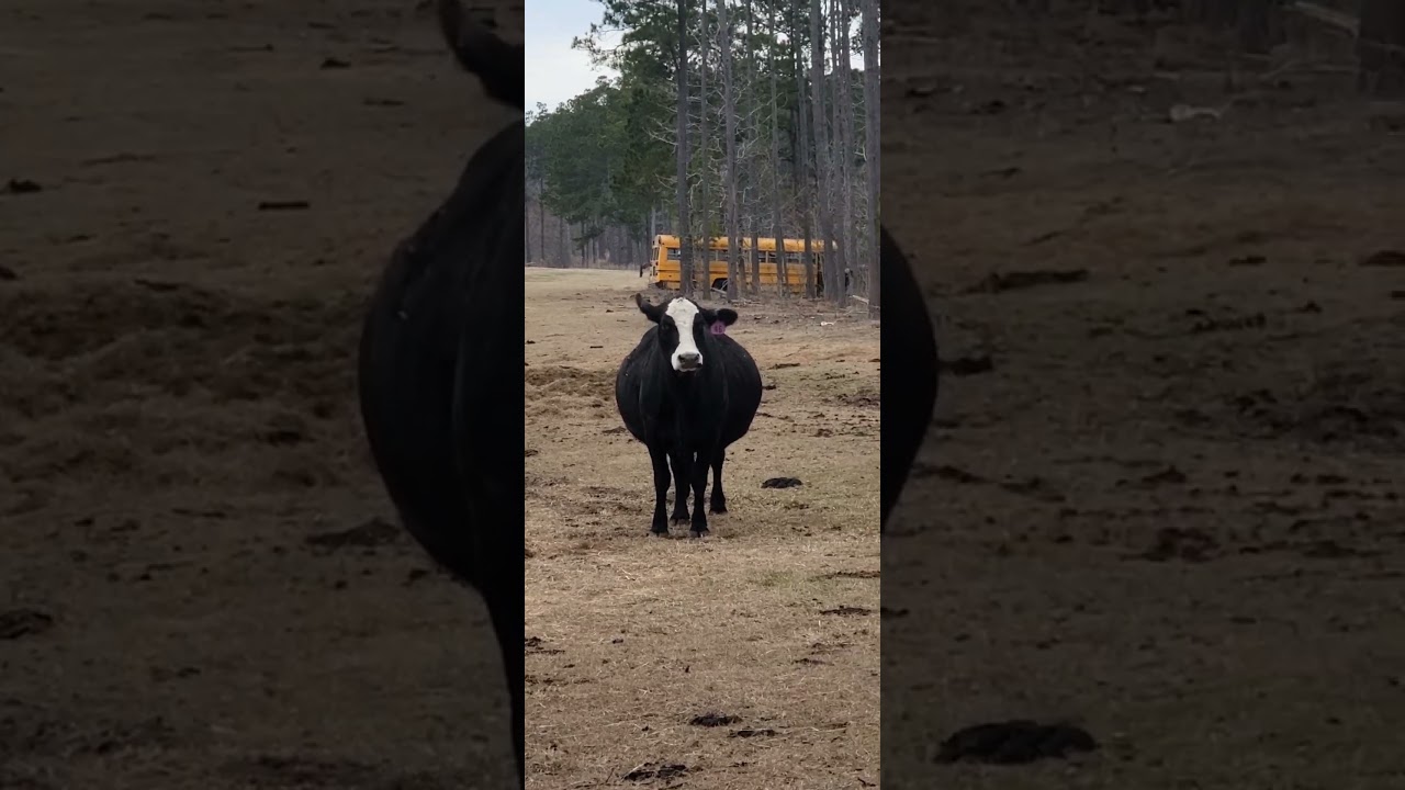 Вечера на ферме 