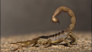 Woman stung by scorpion at Logan