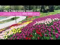 500 000 квітів висадили у Києві