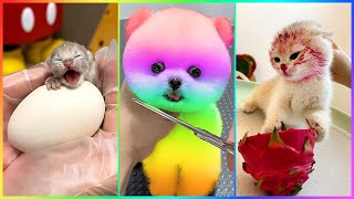 Adorable Pomeranian Dogs that are irresistibly Cute." 😍 Chó Phốc Sóc Mini dễ thương 🐾 #533