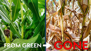 Southern Rust Outbreak PROOF: Fungicide Timing Matters | Virtual Agronomist